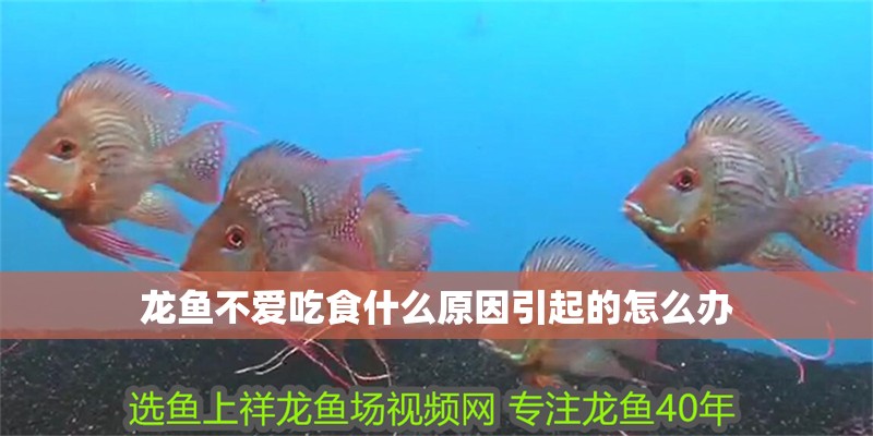 龍魚不愛吃食什么原因引起的怎么辦
