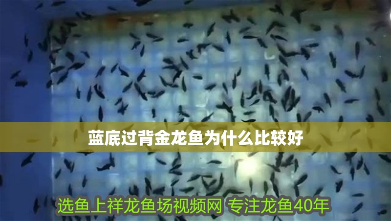 藍底過背金龍魚為什么比較好
