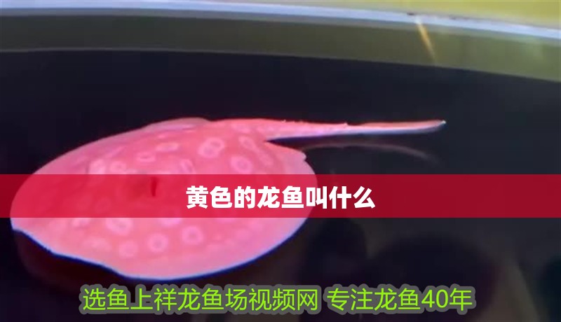 黃色的龍魚叫什么