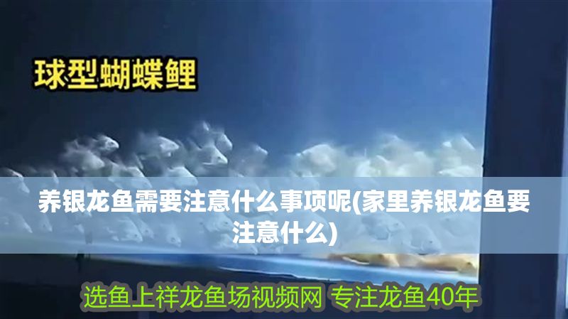 養(yǎng)銀龍魚需要注意什么事項呢(家里養(yǎng)銀龍魚要注意什么)