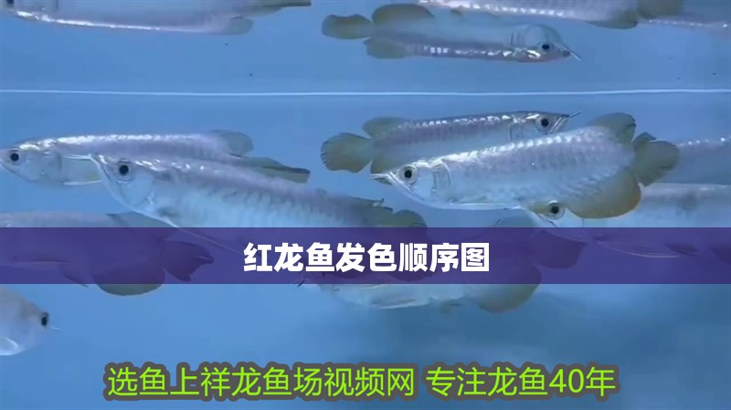 紅龍魚發色順序圖 紅龍魚發色順序圖 龍魚百科 第6張