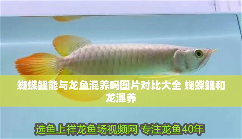 蝴蝶鯉能與龍魚混養嗎圖片對比大全 蝴蝶鯉和龍混養
