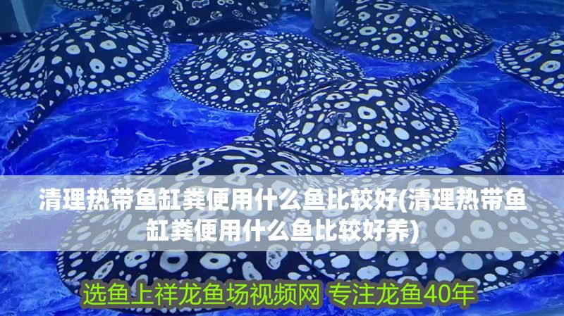 清理熱帶魚缸糞便用什么魚比較好(清理熱帶魚缸糞便用什么魚比較好養)