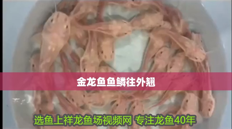 金龍魚魚鱗往外翹