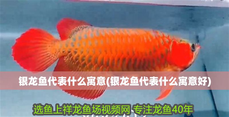 銀龍魚代表什么寓意(銀龍魚代表什么寓意好)