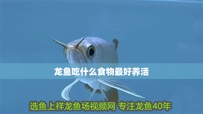 龍魚吃什么食物最好養活