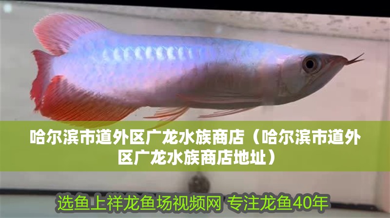 哈爾濱市道外區(qū)廣龍水族商店（哈爾濱市道外區(qū)廣龍水族商店地址）