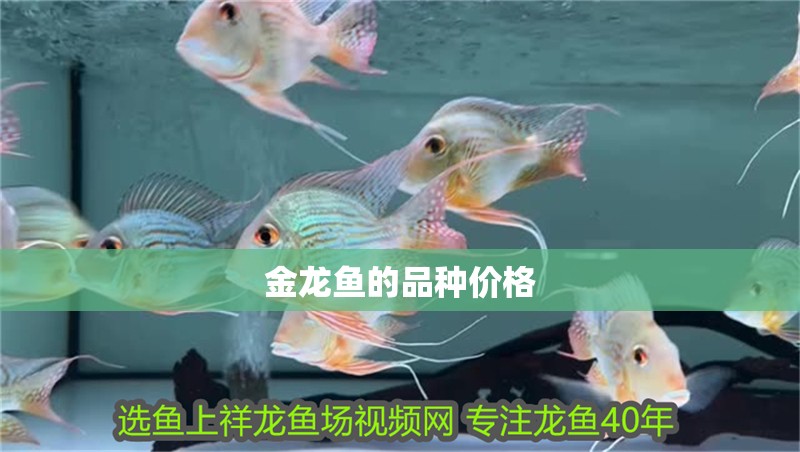 金龍魚的品種價格 龍魚百科 第2張 金龍魚的品種價格 金龍魚的品種價格 龍魚百科 第2張