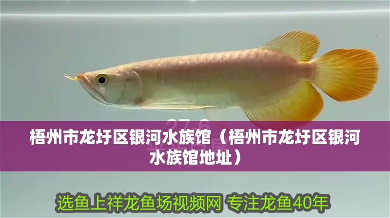 梧州市龍圩區(qū)銀河水族館（梧州市龍圩區(qū)銀河水族館地址）