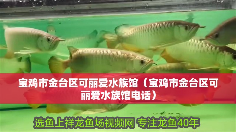 寶雞市金臺區(qū)可麗愛水族館（寶雞市金臺區(qū)可麗愛水族館電話） 寶雞市金臺區(qū)可麗愛水族館（寶雞市金臺區(qū)可麗愛水族館電話） 全國水族館企業(yè)名錄 第2張