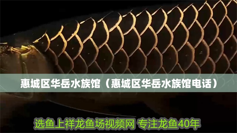 惠城區(qū)華岳水族館（惠城區(qū)華岳水族館電話）