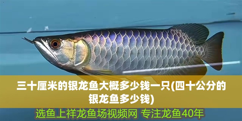 三十厘米的銀龍魚(yú)大概多少錢(qián)一只(四十公分的銀龍魚(yú)多少錢(qián))