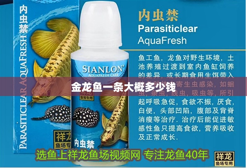 金龍魚一條大概多少錢
