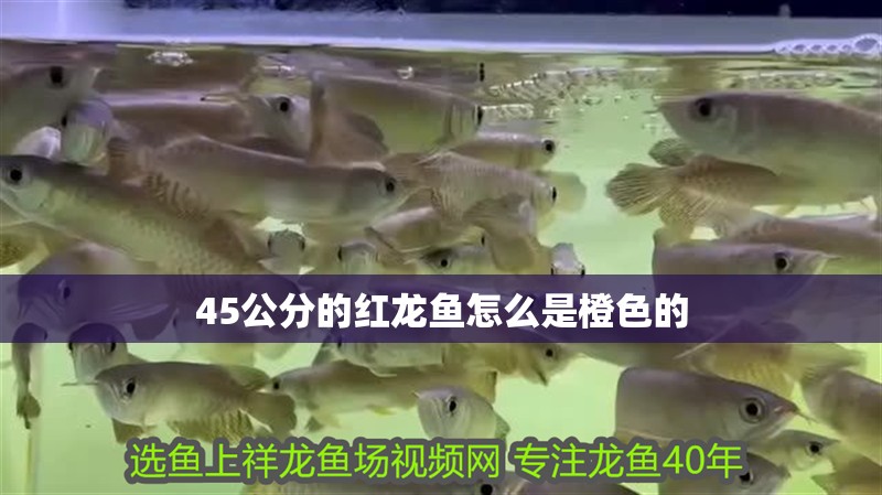 45公分的紅龍魚怎么是橙色的 45公分的紅龍魚怎么是橙色的 龍魚百科