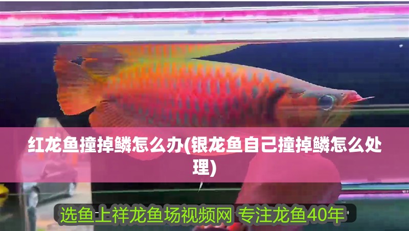 紅龍魚撞掉鱗怎么辦(銀龍魚自己撞掉鱗怎么處理)