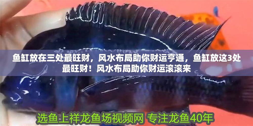 魚缸放在三處最旺財，風水布局助你財運亨通，魚缸放這3處最旺財！風水布局助你財運滾滾來