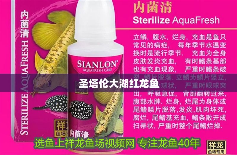 圣塔倫大湖紅龍魚