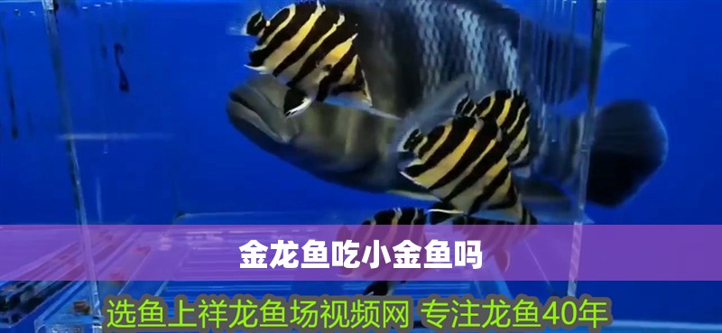 金龍魚吃小金魚嗎 金龍魚吃小金魚嗎 龍魚百科 第2張