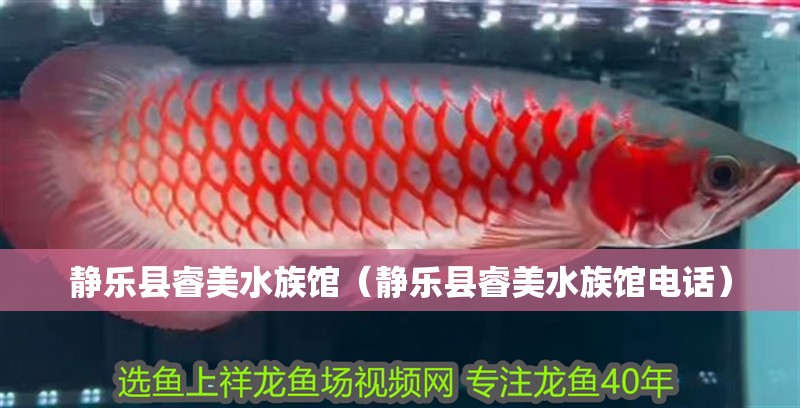 靜樂縣睿美水族館（靜樂縣睿美水族館電話）