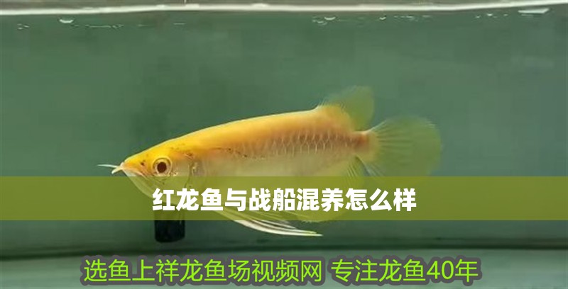 紅龍魚與戰船混養怎么樣
