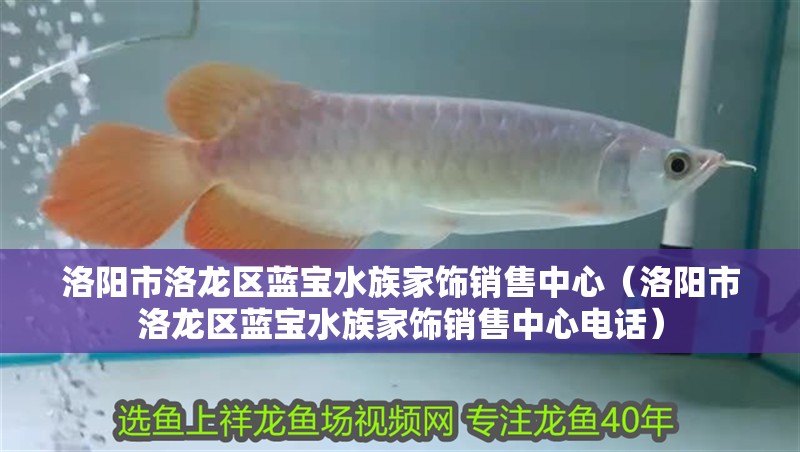 洛陽市洛龍區藍寶水族家飾銷售中心（洛陽市洛龍區藍寶水族家飾銷售中心電話）