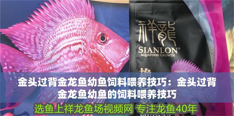 金頭過背金龍魚幼魚飼料喂養技巧：金頭過背金龍魚幼魚的飼料喂養技巧