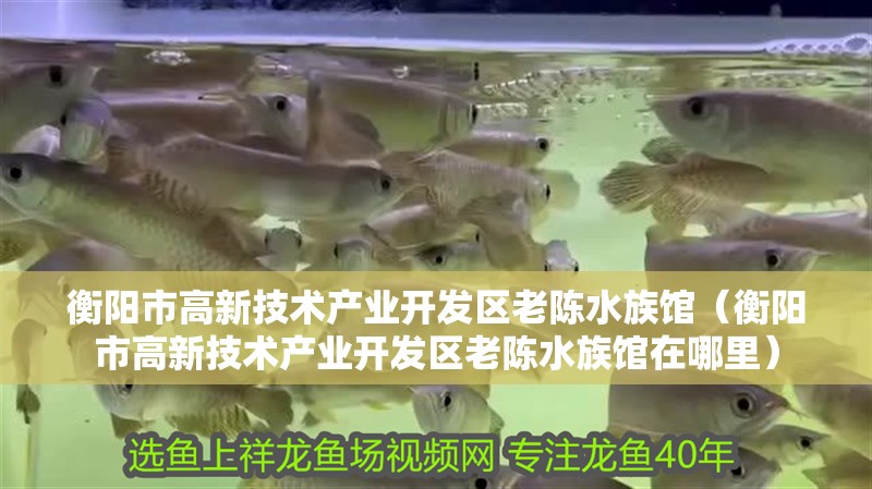 衡陽市高新技術產業開發區老陳水族館(衡陽市高新技術產業開發區老陳水族館在哪里) 全國水族館企業名錄 第2張 衡陽市高新技術產業開發區老陳水族館(衡陽市高新技術產業開發區老陳水族館在哪里) 衡陽市高新技術產業開發區老陳水族館(衡陽市高新技術產業開發區老陳水族館在哪里) 全國水族館企業名錄 第2張