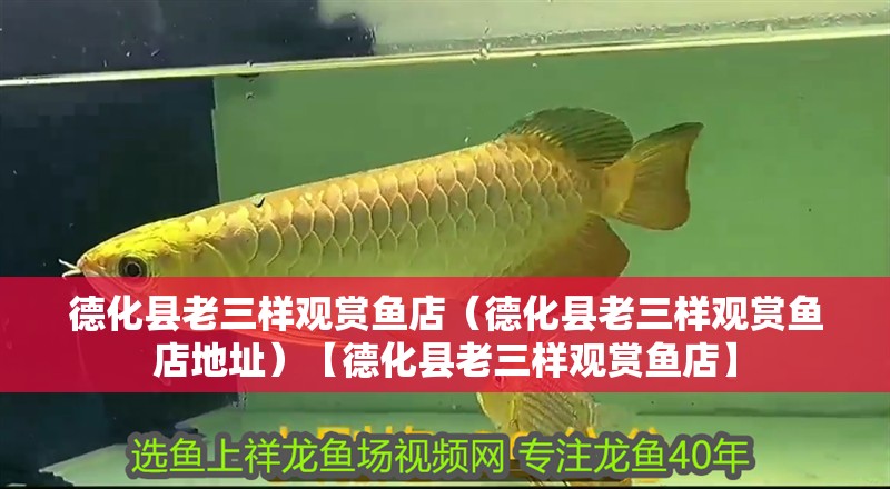 德化縣老三樣觀賞魚店（德化縣老三樣觀賞魚店地址）【德化縣老三樣觀賞魚店】