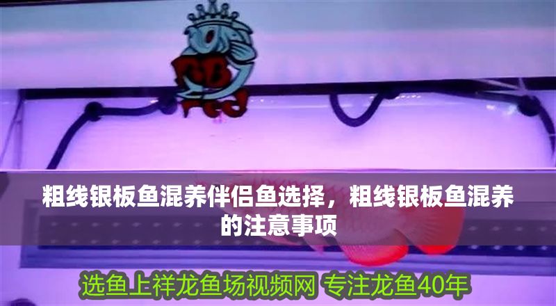 粗線銀板魚混養(yǎng)伴侶魚選擇,粗線銀板魚混養(yǎng)的注意事項 虎魚百科 第1張 粗線銀板魚混養(yǎng)伴侶魚選擇,粗線銀板魚混養(yǎng)的注意事項 粗線銀板魚混養(yǎng)伴侶魚選擇,粗線銀板魚混養(yǎng)的注意事項 虎魚百科 第1張