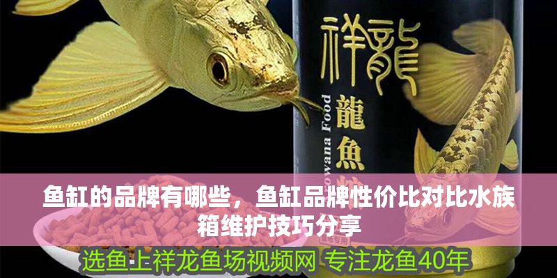 魚缸的品牌有哪些，魚缸品牌性價比對比水族箱維護技巧分享