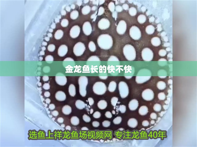 金龍魚長的快不快