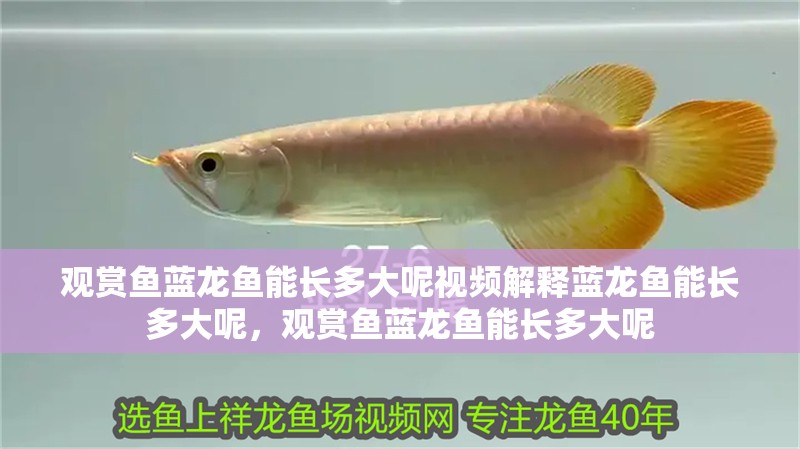 給大魚缸換水的頻率是固定的,而是需要根據(jù)多種因素來確定:給大魚缸換水的頻率不是固定的,而是需要根據(jù)多種因素來確定 觀賞魚藍(lán)龍魚能長多大呢視頻解釋藍(lán)龍魚能長多大呢,觀賞魚藍(lán)龍魚能長多大呢 豬鼻龜百科 觀賞魚藍(lán)龍魚能長多大呢視頻解釋藍(lán)龍魚能長多大呢,觀賞魚藍(lán)龍魚能長多大呢 觀賞魚藍(lán)龍魚能長多大呢視頻解釋藍(lán)龍魚能長多大呢,觀賞魚藍(lán)龍魚能長多大呢 豬鼻龜百科