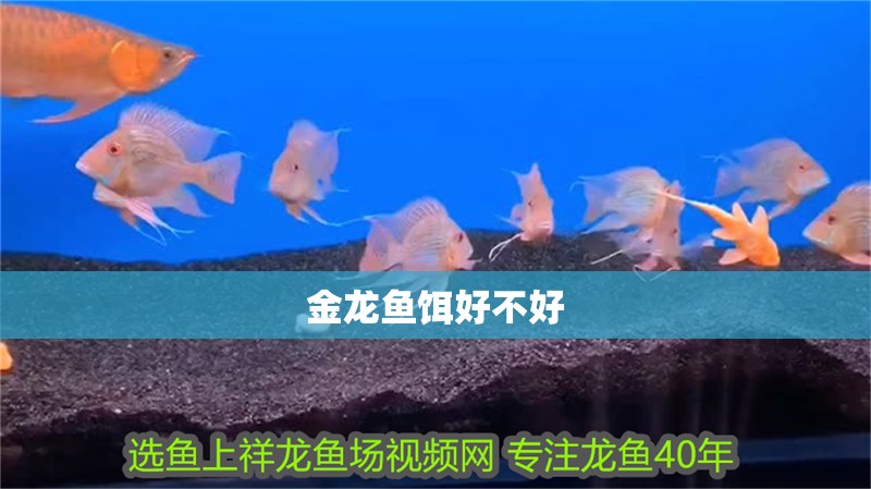 金龍魚餌好不好