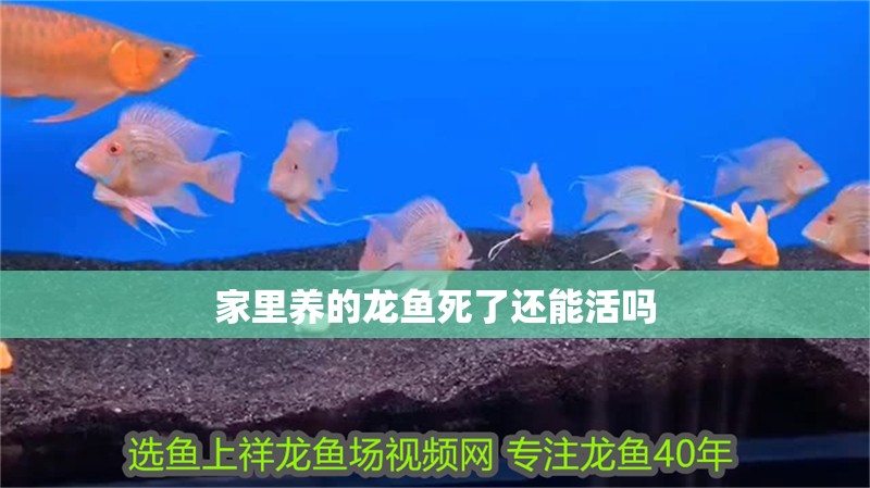 家里養(yǎng)的龍魚死了還能活嗎