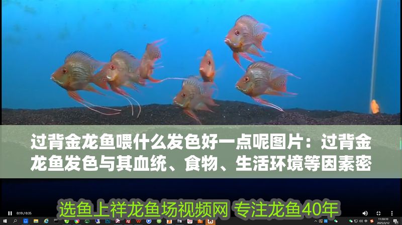 過背金龍魚喂什么發(fā)色好一點(diǎn)呢圖片：過背金龍魚發(fā)色與其血統(tǒng)、食物、生活環(huán)境等因素密切相關(guān) 過背金龍魚喂什么發(fā)色好一點(diǎn)呢圖片：過背金龍魚發(fā)色與其血統(tǒng)、食物、生活環(huán)境等因素密切相關(guān) 金龍魚百科 第1張