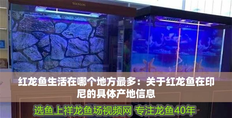 紅龍魚生活在哪個地方最多:關于紅龍魚在印尼的具體產地信息 紅龍魚百科 第1張 紅龍魚生活在哪個地方最多:關于紅龍魚在印尼的具體產地信息 紅龍魚生活在哪個地方最多:關于紅龍魚在印尼的具體產地信息 紅龍魚百科 第1張