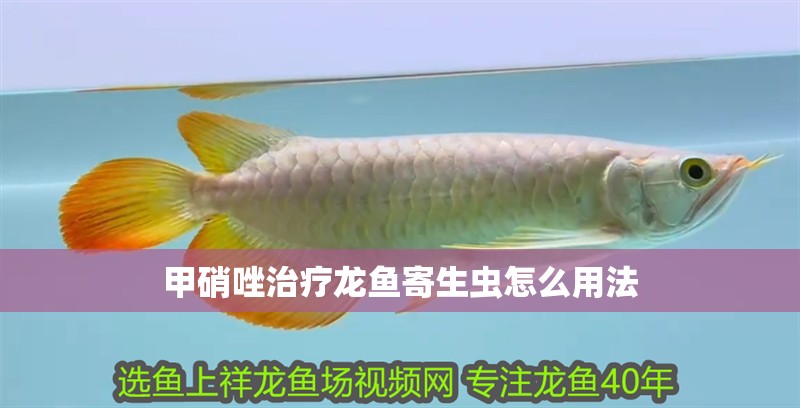 甲硝唑治療龍魚寄生蟲怎么用法