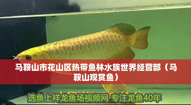 馬鞍山市花山區熱帶魚林水族世界經營部（馬鞍山觀賞魚）