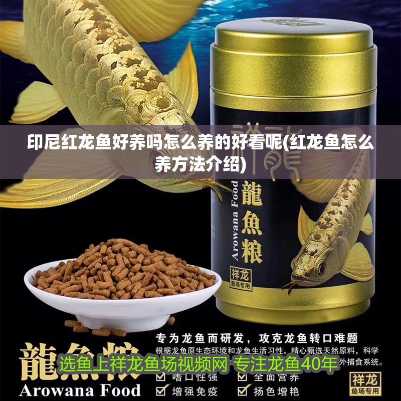 印尼紅龍魚好養嗎怎么養的好看呢(紅龍魚怎么養方法介紹) 印尼紅龍魚好養嗎怎么養的好看呢(紅龍魚怎么養方法介紹) 紅龍魚百科 第1張