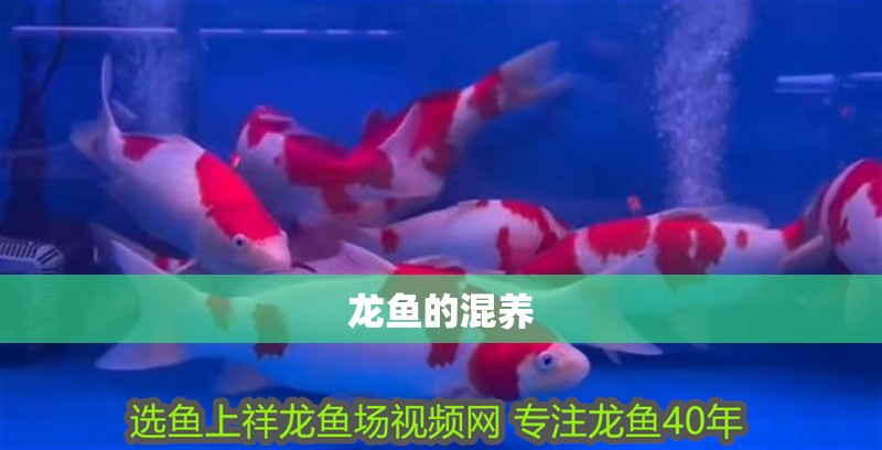龍魚的混養 龍魚的混養 龍魚百科 第2張