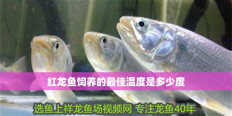 紅龍魚飼養的最佳溫度是多少度