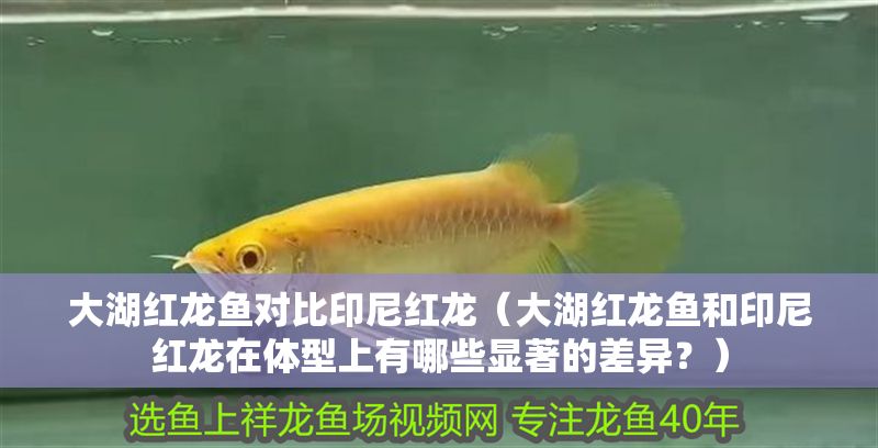 大湖紅龍魚對比印尼紅龍（大湖紅龍魚和印尼紅龍在體型上有哪些顯著的差異？）