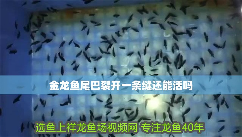 金龍魚尾巴裂開一條縫還能活嗎