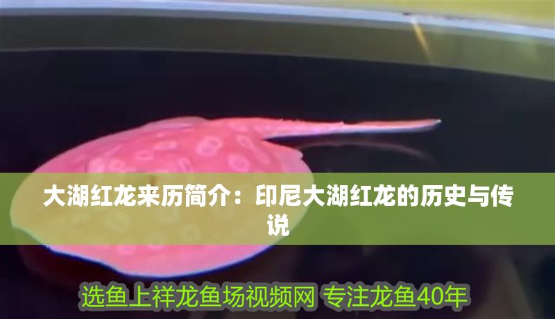 大湖紅龍來歷簡介：印尼大湖紅龍的歷史與傳說 大湖紅龍來歷簡介：印尼大湖紅龍的歷史與傳說 大湖紅龍魚百科 第2張