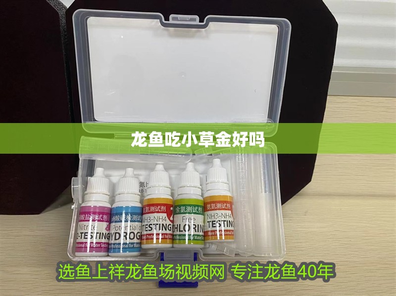 龍魚吃小草金好嗎