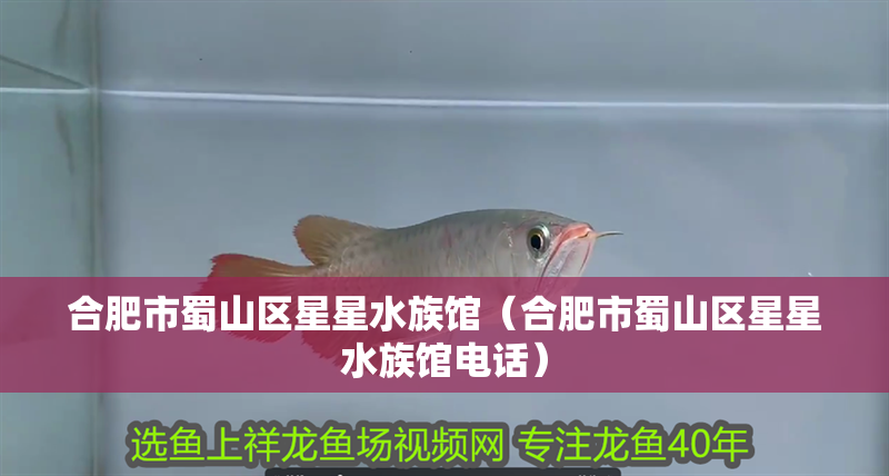 合肥市蜀山區(qū)星星水族館（合肥市蜀山區(qū)星星水族館電話）
