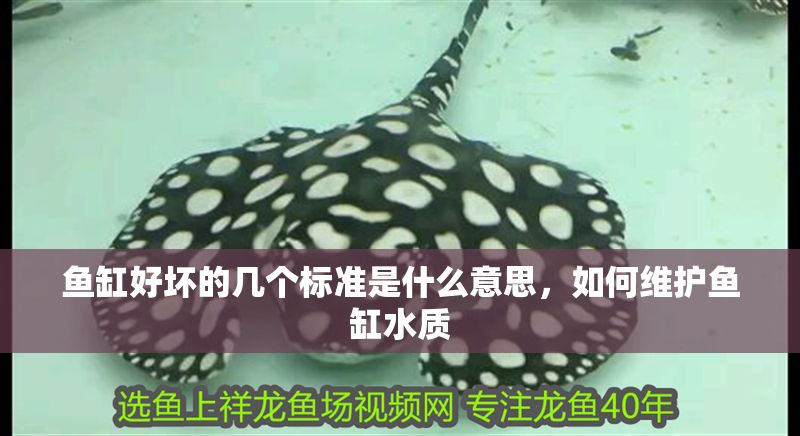 魚缸好壞的幾個標準是什么意思,如何維護魚缸水質 魚缸百科 第2張 魚缸好壞的幾個標準是什么意思,如何維護魚缸水質 魚缸好壞的幾個標準是什么意思,如何維護魚缸水質 魚缸百科 第2張