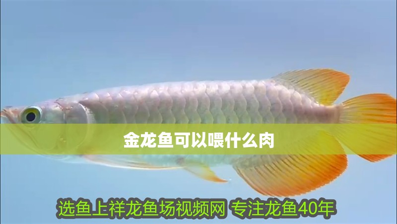 金龍魚可以喂什么肉