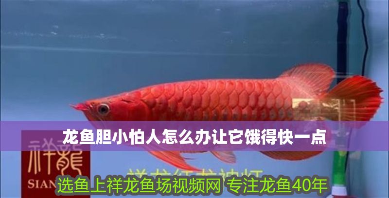 龍魚膽小怕人怎么辦讓它餓得快一點