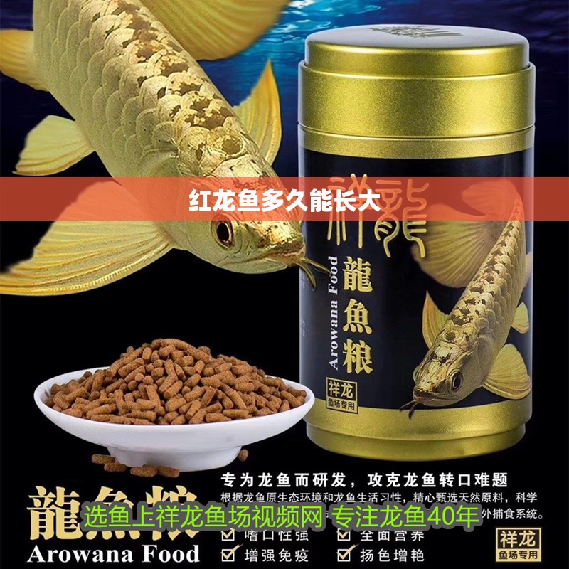 紅龍魚多久能長大